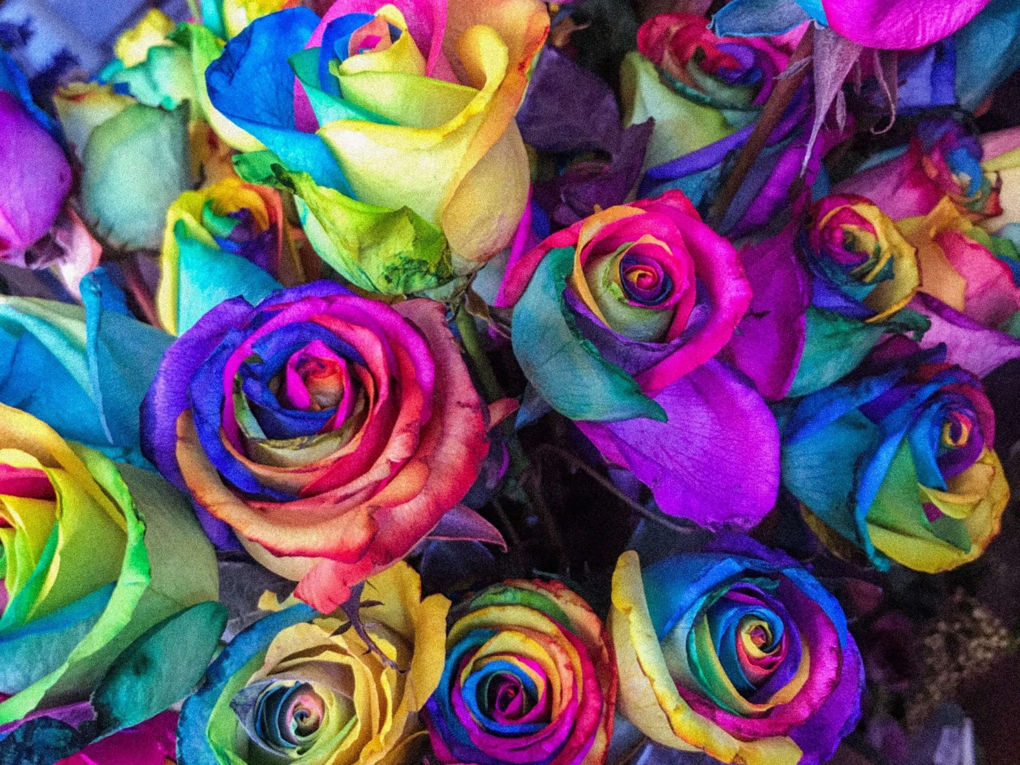 Blommor i olika färger